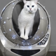 Illustration for article titled The worlds most beautiful cat is here to shame average cats